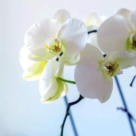 Apartamento Le Carré d Or Appartement Terrasse vue Cathédrale *